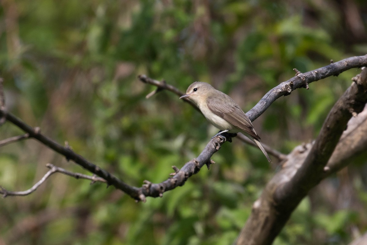 Warbling Vireo (Eastern) - Alex Lamoreaux