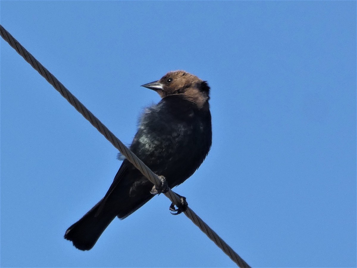 Brown-headed Cowbird - ML354258541