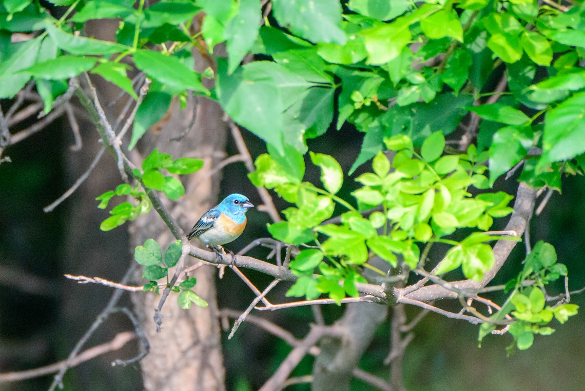 Lazuli Bunting - Vicki St Germaine