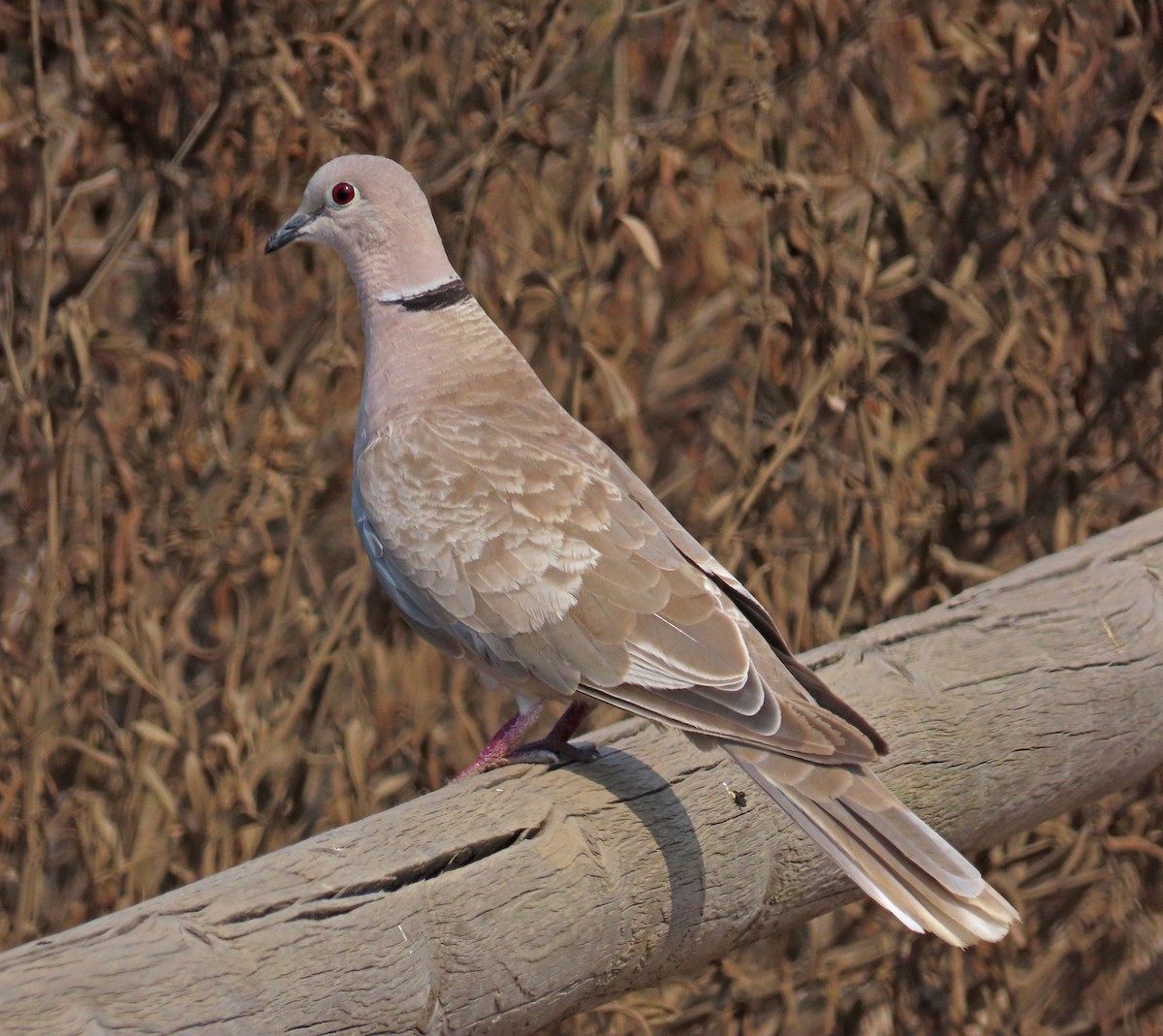 Eurasian Collared-Dove - ML354261341