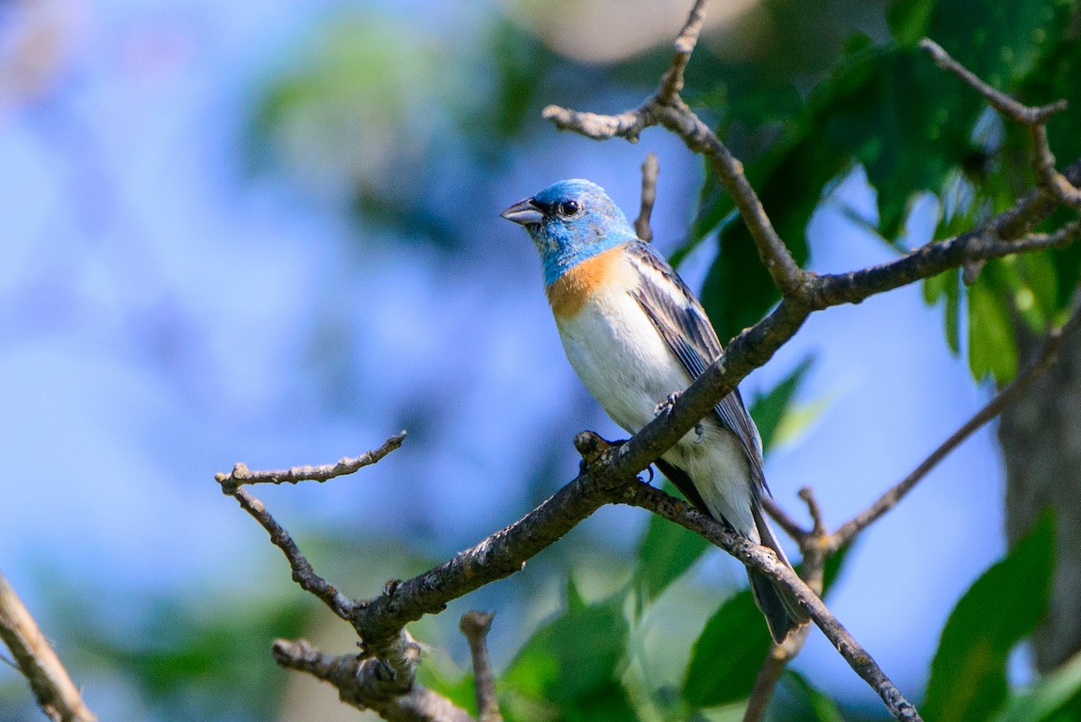 Lazuli Bunting - ML354263901