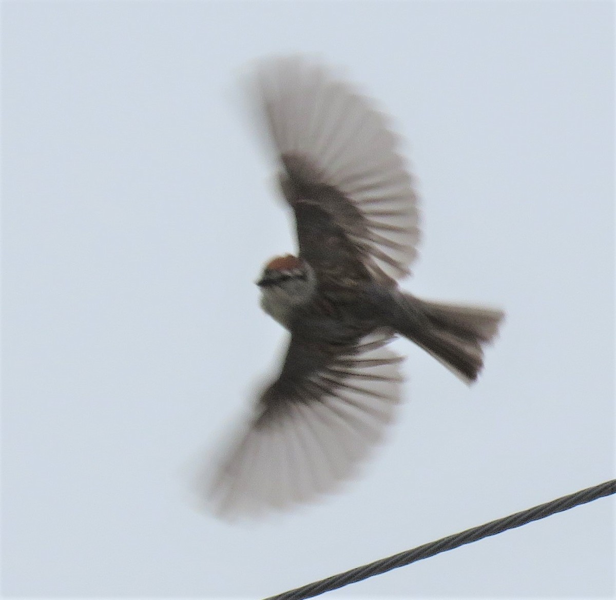 Chipping Sparrow - Roger Debenham