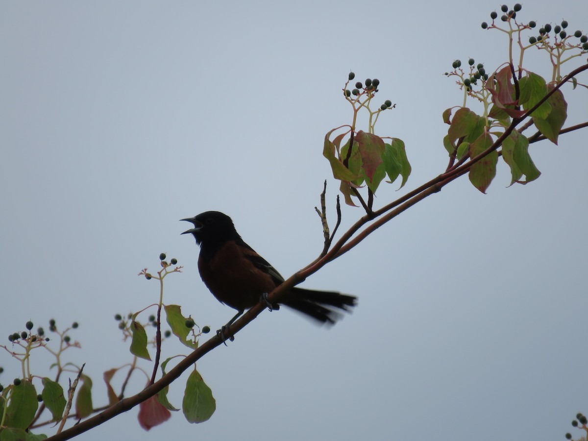 Orchard Oriole - ML354266801