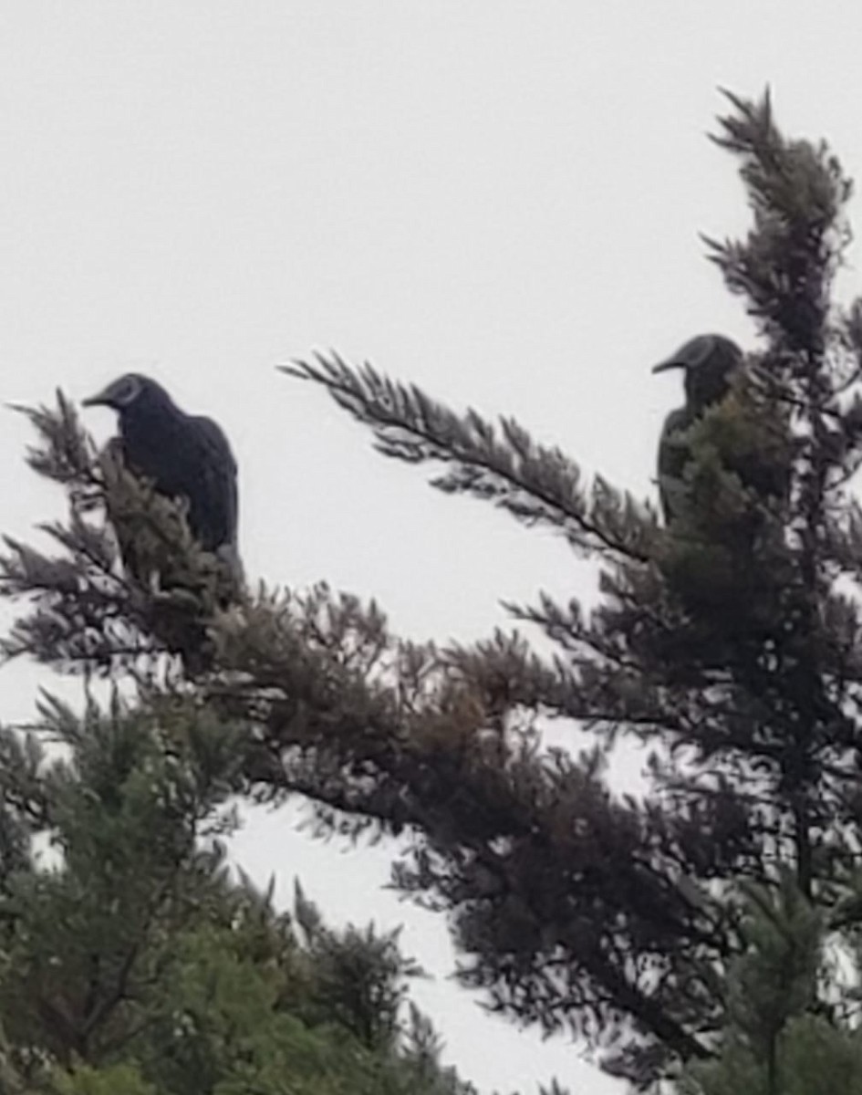 Black Vulture - ML354268771