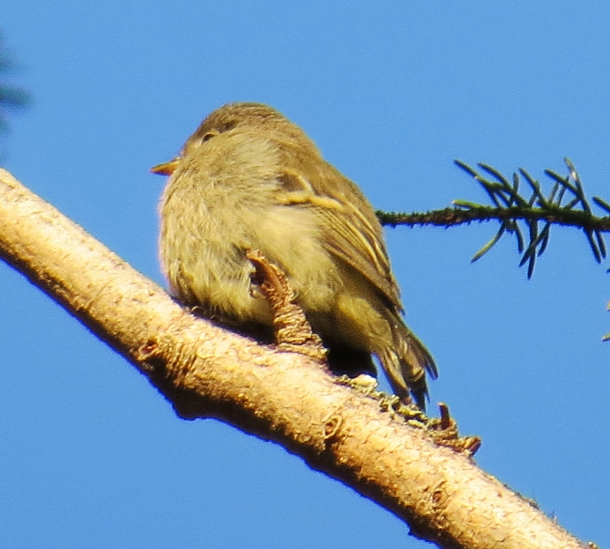 Western Flycatcher (Cordilleran) - ML354269541