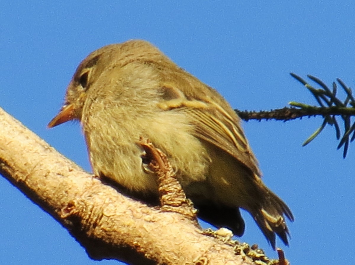 Western Flycatcher (Cordilleran) - ML354269561