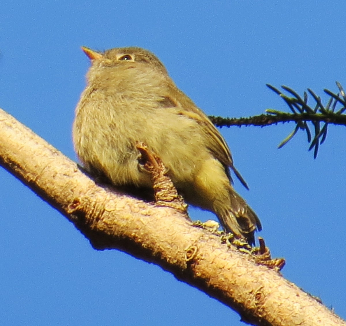 Western Flycatcher (Cordilleran) - ML354269571