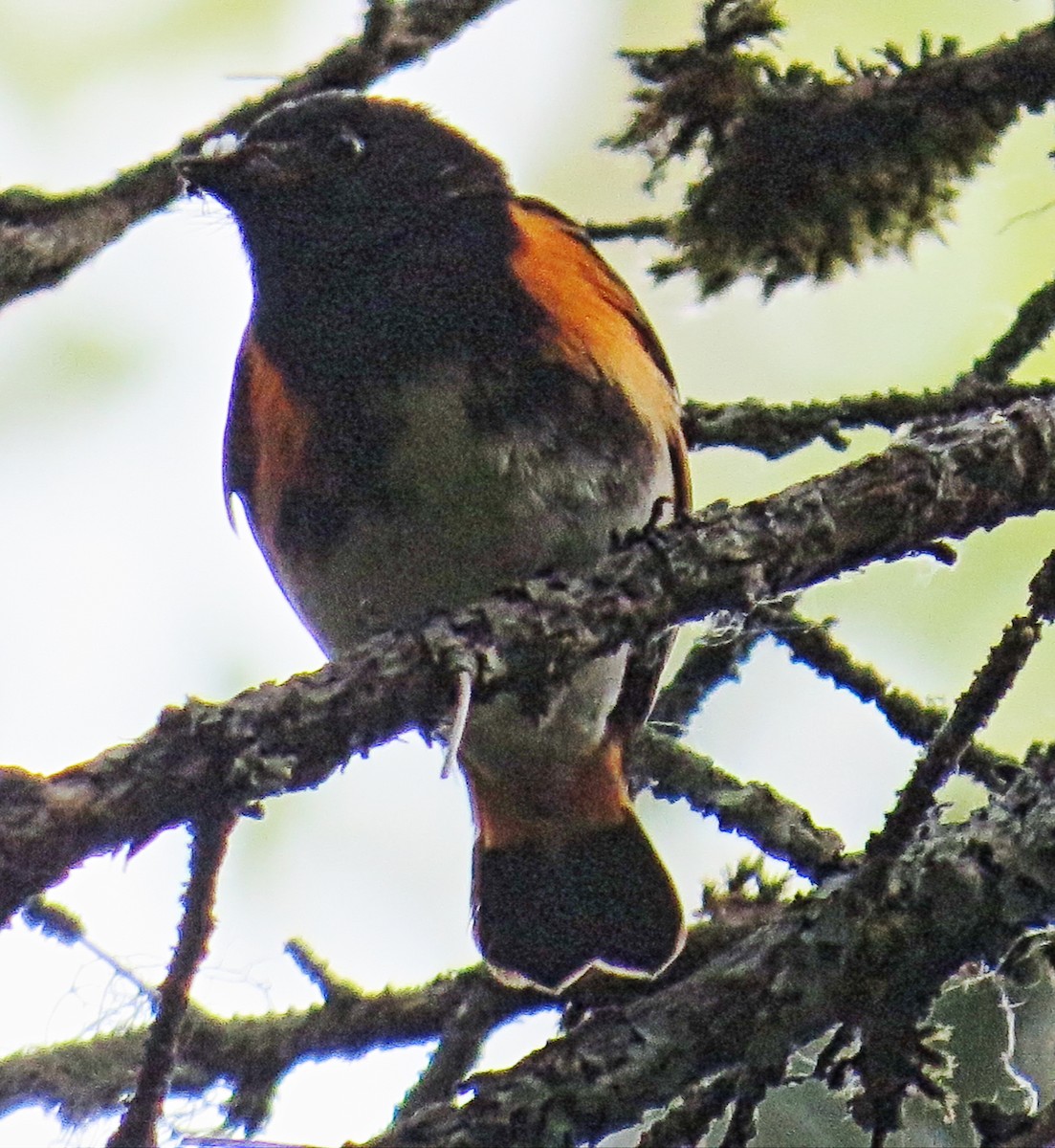 American Redstart - ML354269591