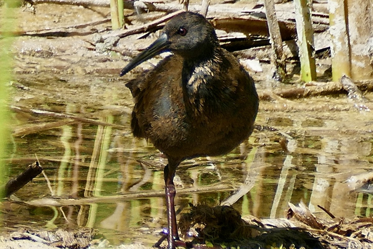 Plumbeous Rail - ML354269621