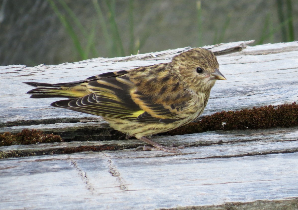 Pine Siskin - ML354269771
