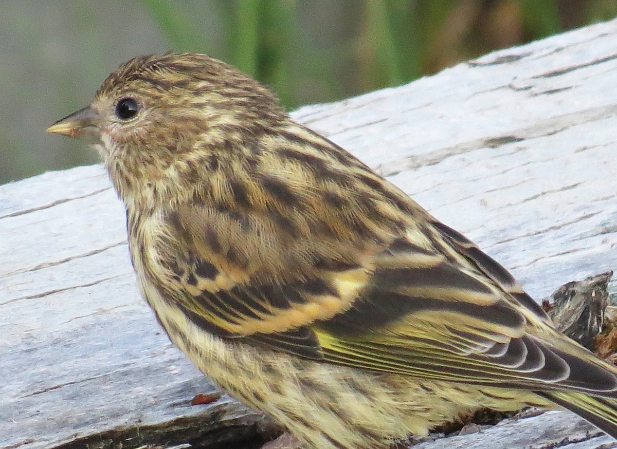 Pine Siskin - ML354269781