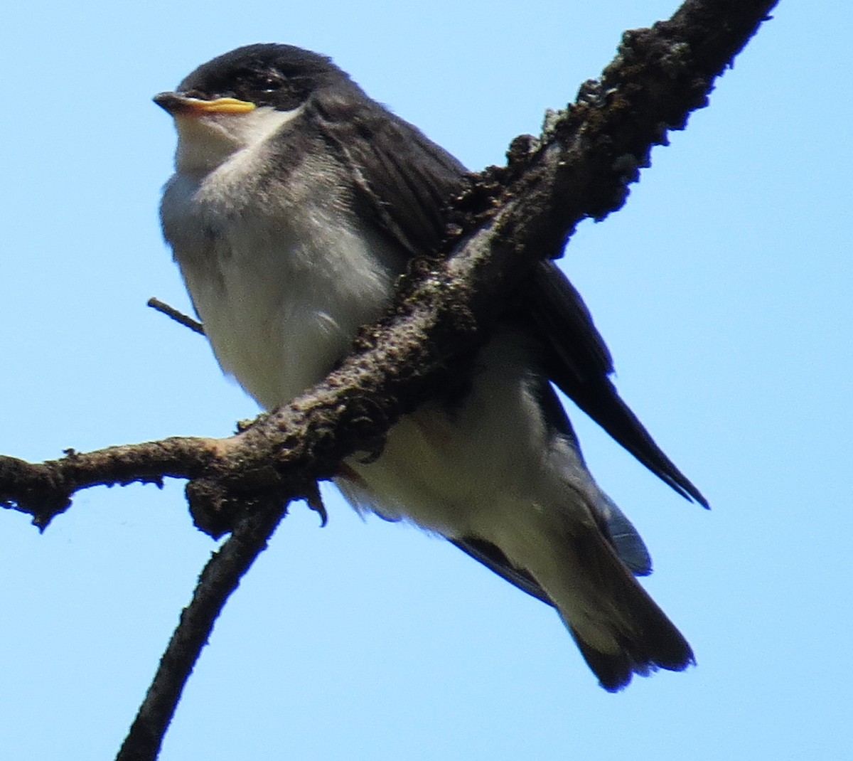 Tree Swallow - ML354269891