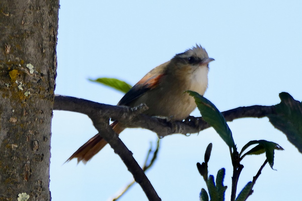 Creamy-crested Spinetail - ML354270711
