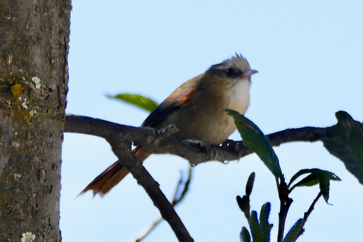 キボウシカマドドリ - ML354270711