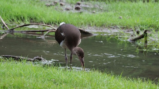 Ibis blanc - ML354271101