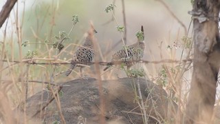  - Banded Quail