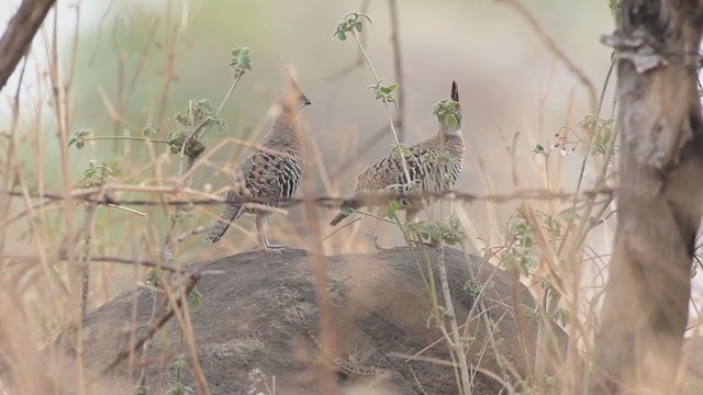 Banded Quail - ML354271451