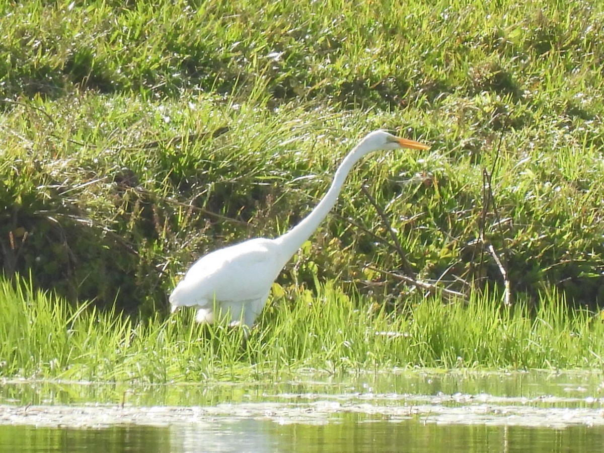 Great Egret - ML354272141