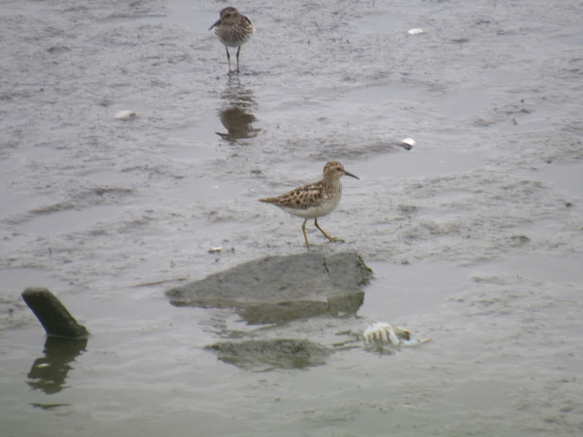 Least Sandpiper - ML354273311