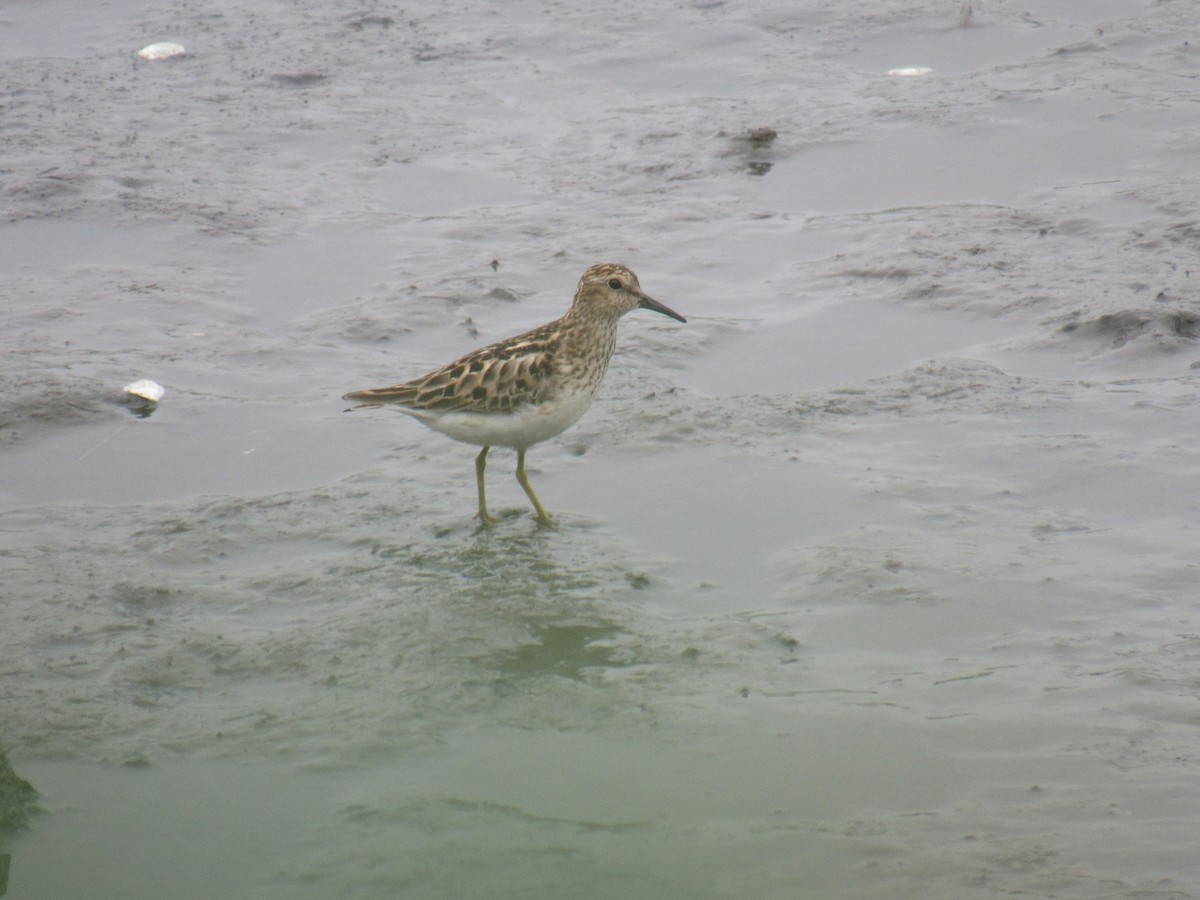 Least Sandpiper - ML354273321