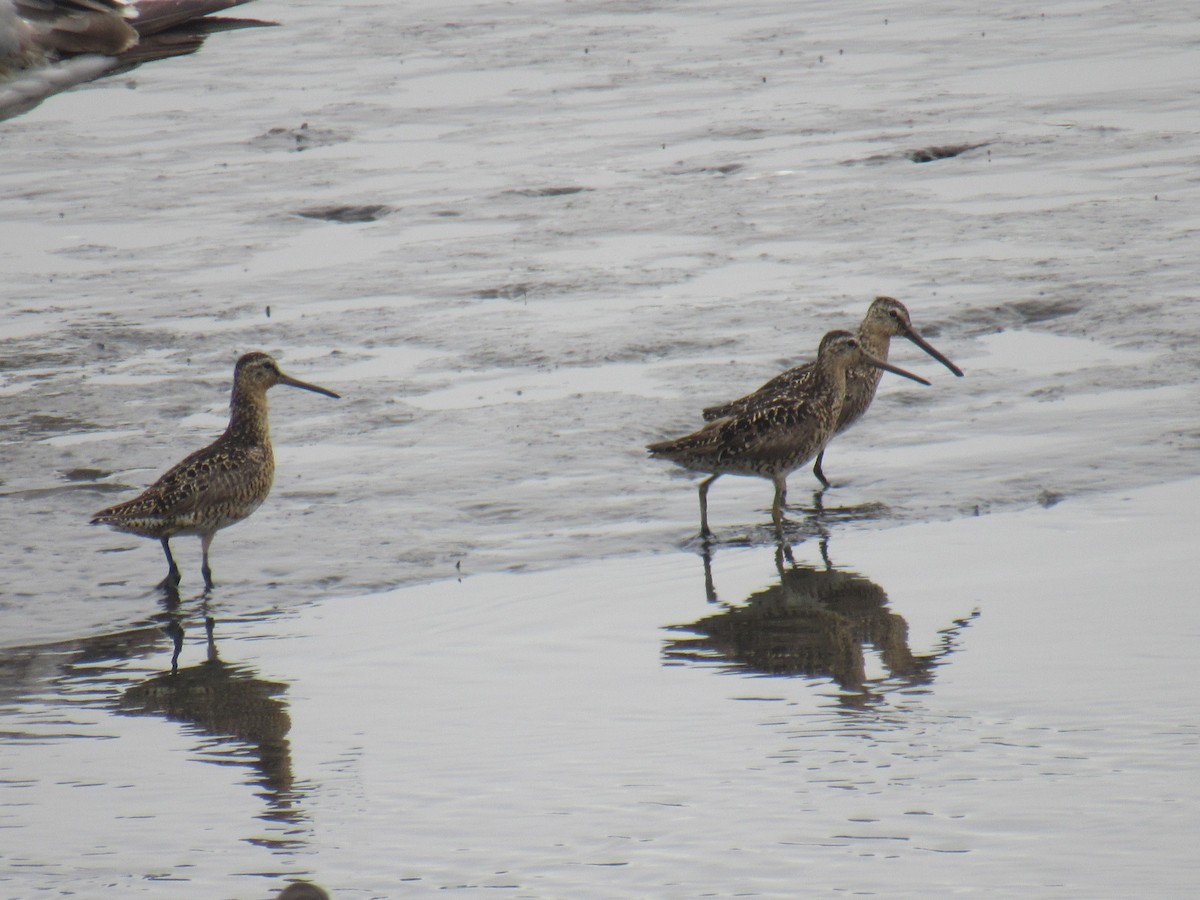 Short-billed Dowitcher - ML354273351