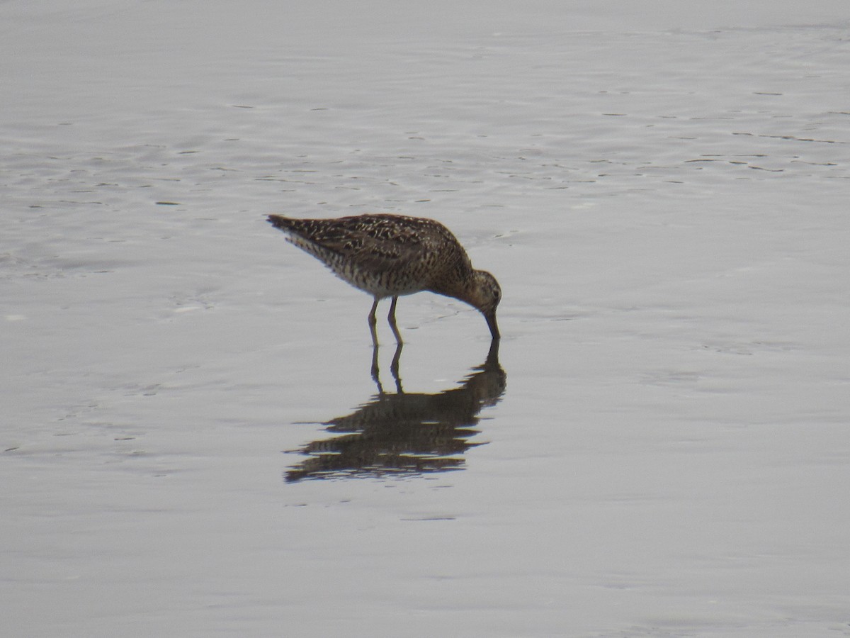 Short-billed Dowitcher - ML354273361