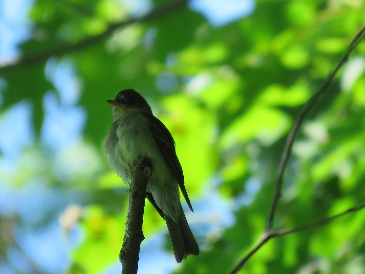 Eastern Wood-Pewee - ML354273861