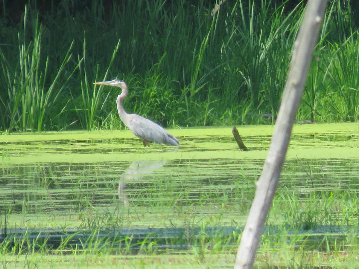 Great Blue Heron - Rebecca Laroche