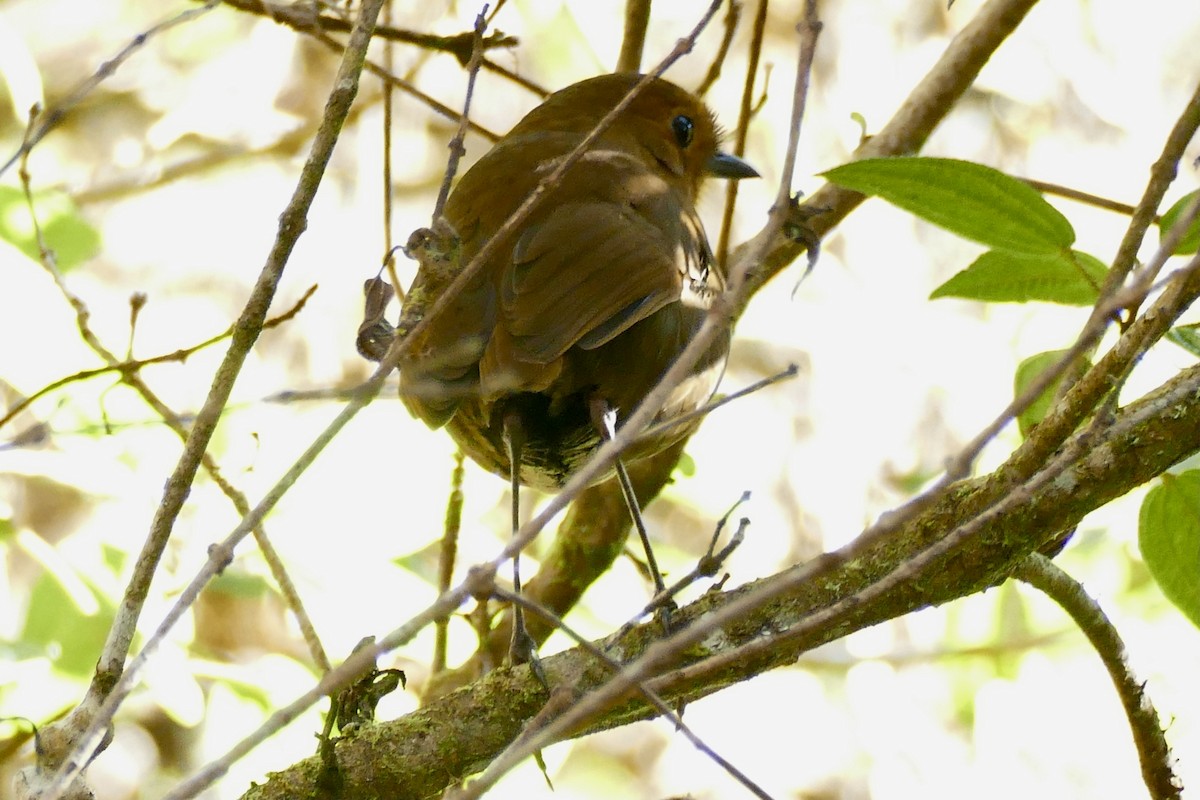 Ayacucho Antpitta - ML354274251