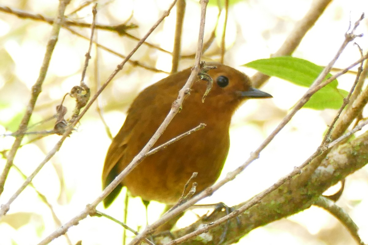 Ayacucho Antpitta - ML354274301