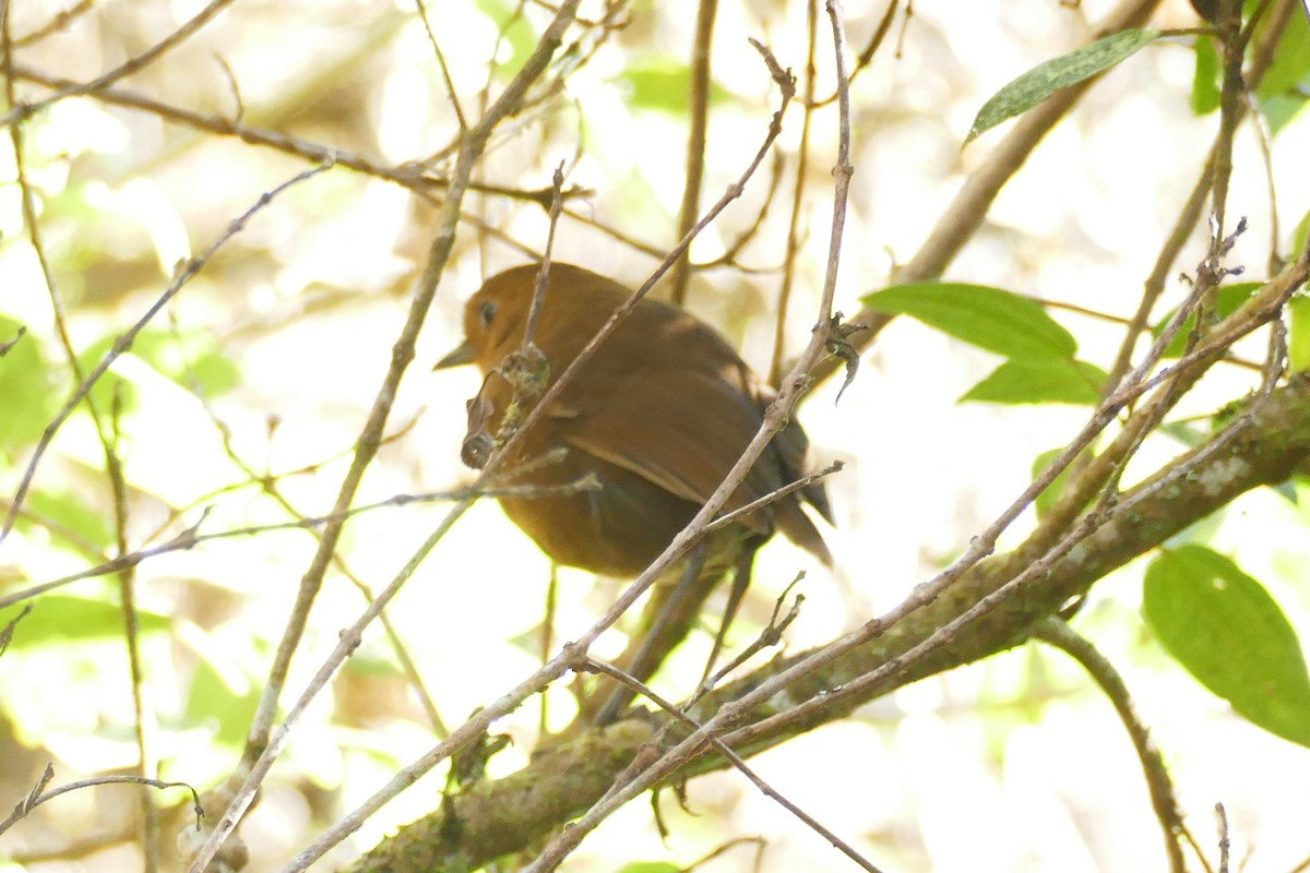 Ayacucho Antpitta - ML354274311