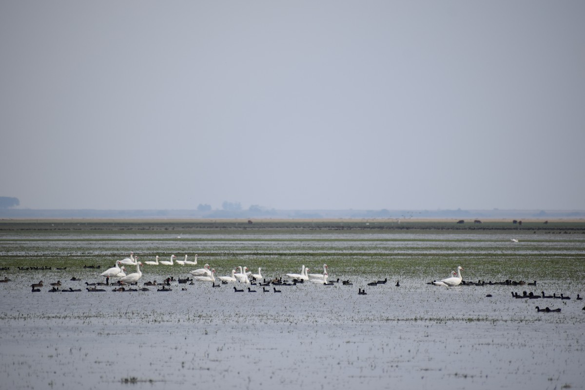 Coscoroba Swan - ML354276011