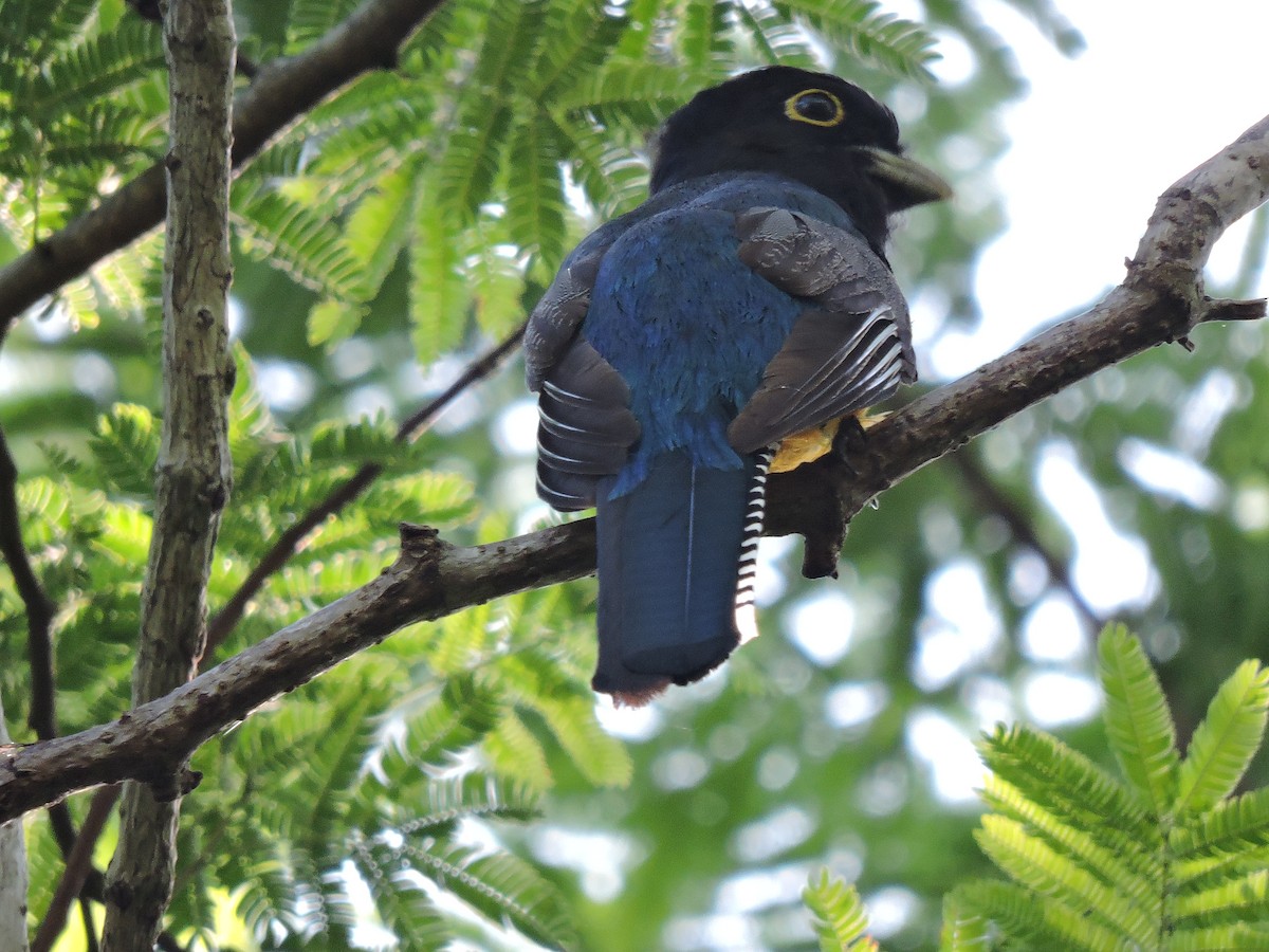 Trogon pattu - ML354276481