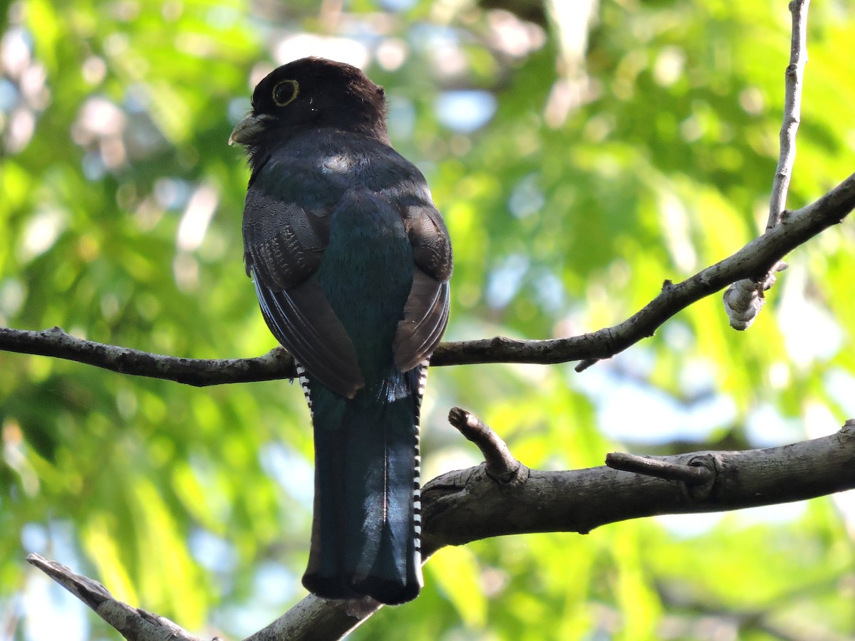 Gartered Trogon - ML354276501