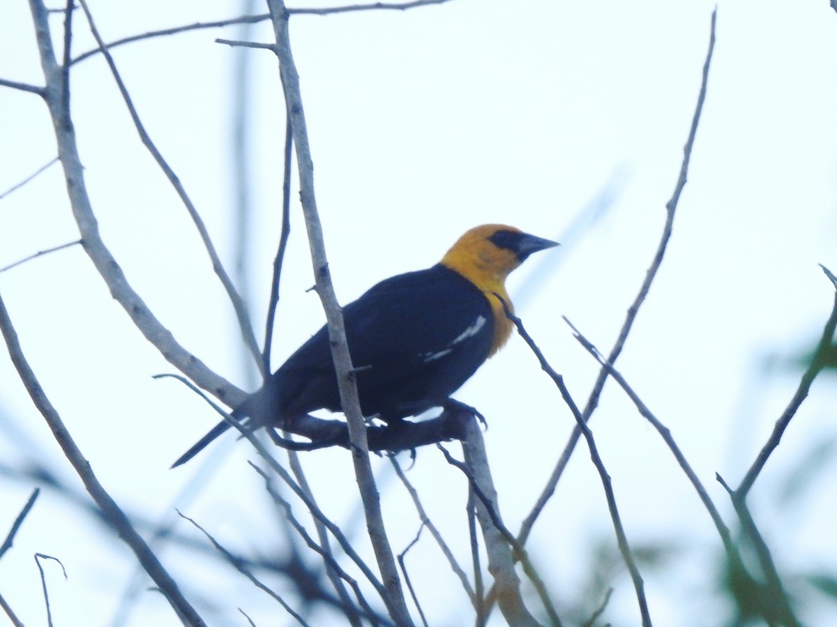 Yellow-headed Blackbird - Kent Miller