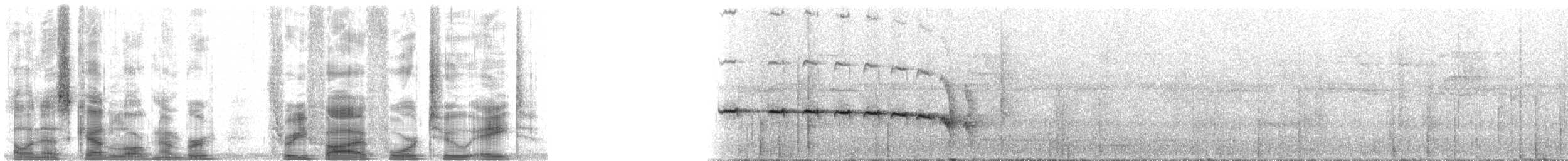 Kuzeyli Kestanerengi Karıncakuşu (hemimelaena) - ML35428