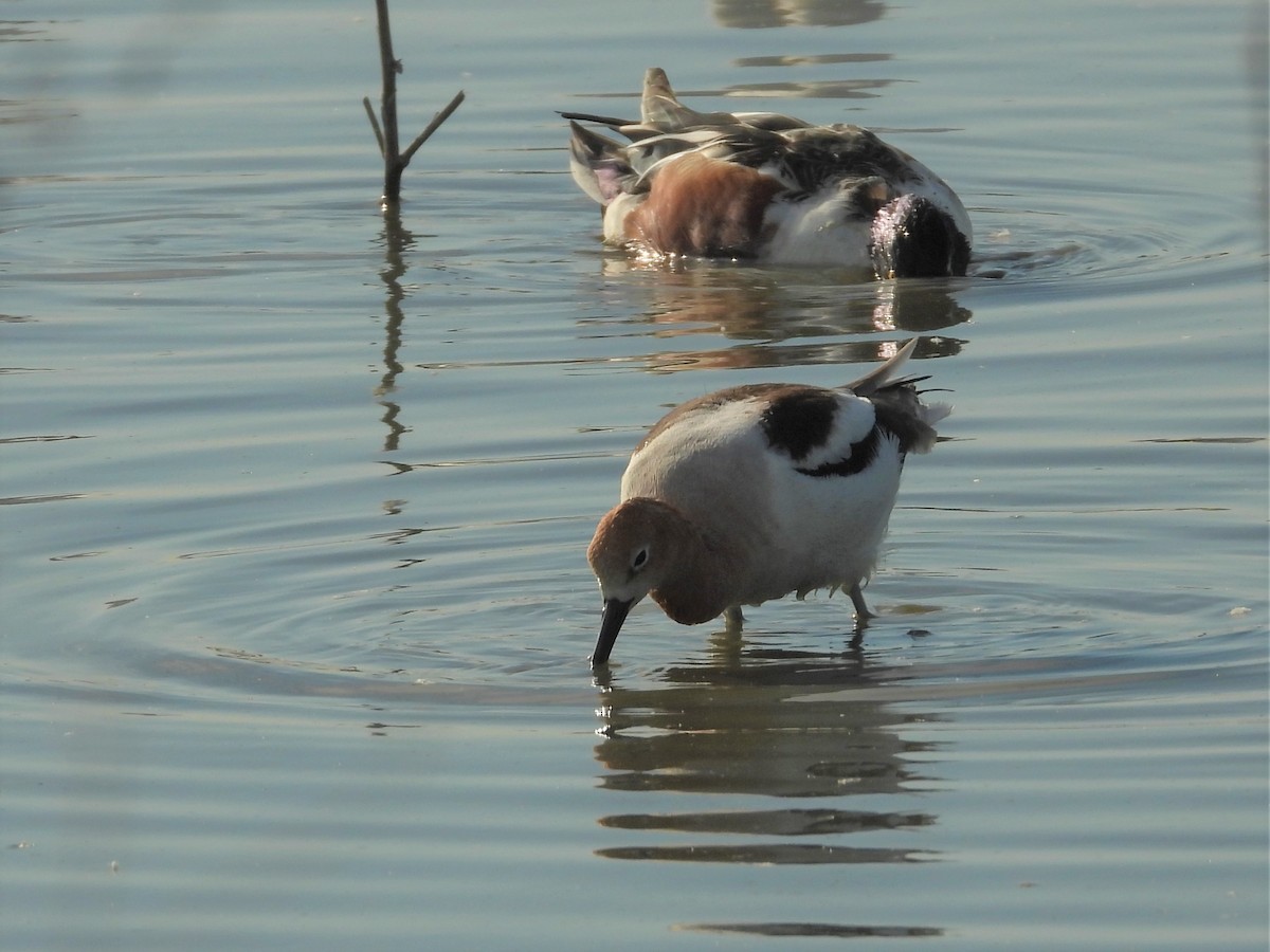 American Avocet - ML354280751