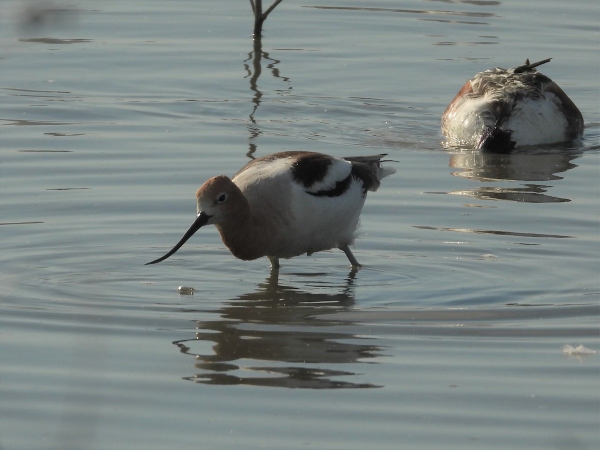 American Avocet - ML354280781