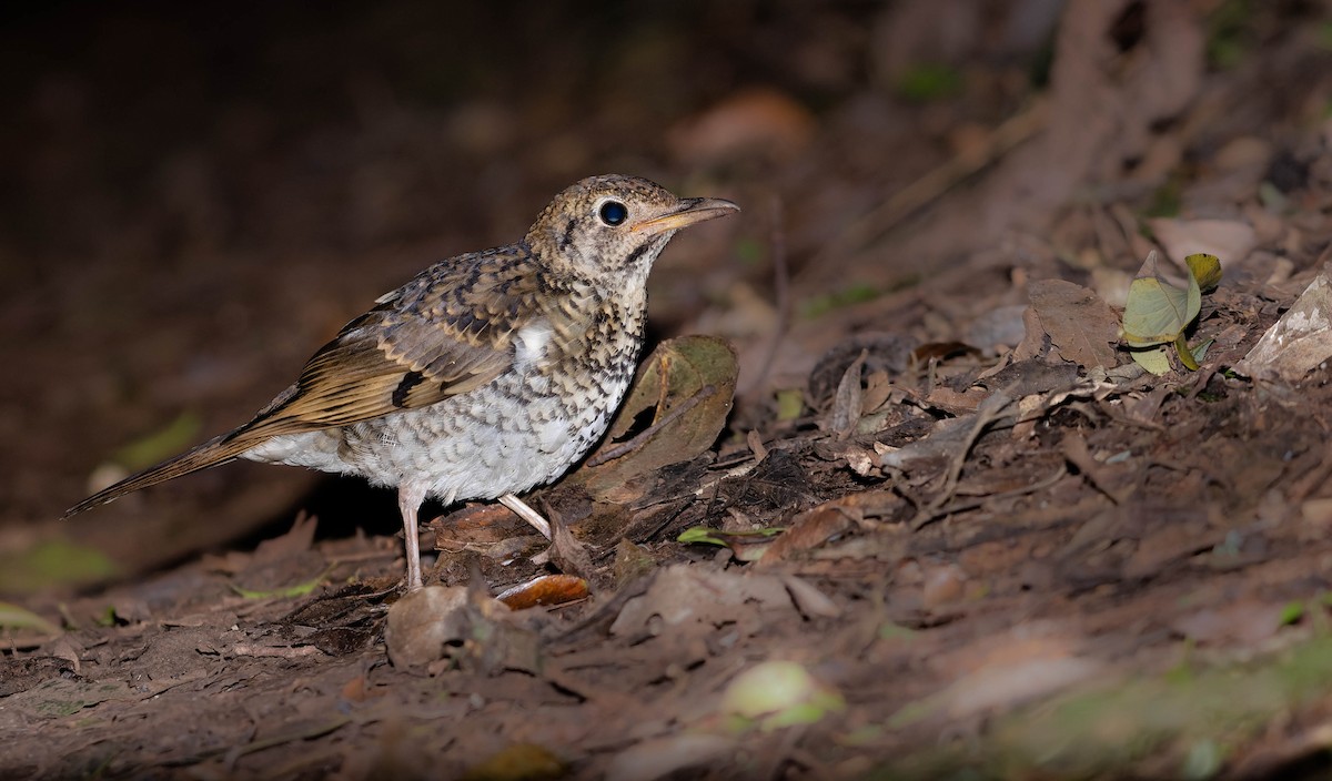 Russet-tailed Thrush - Zebedee Muller