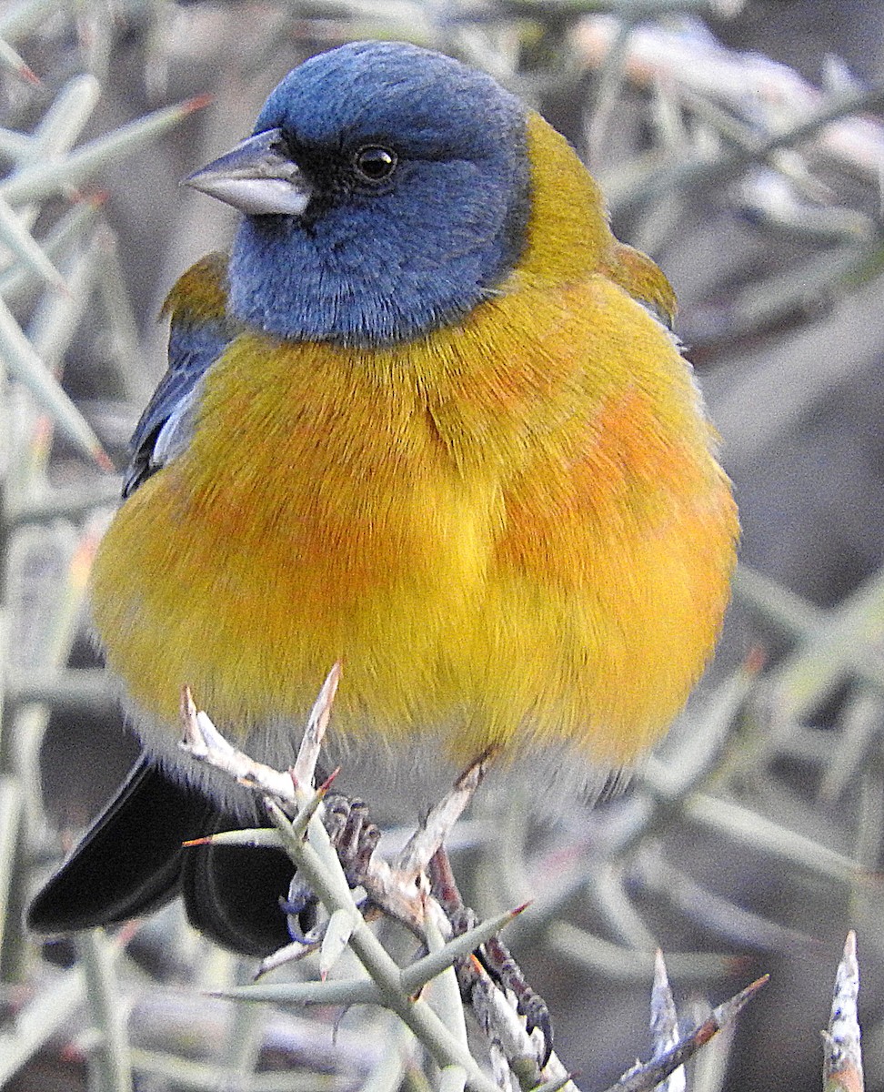 Gray-hooded Sierra Finch - ML354281891