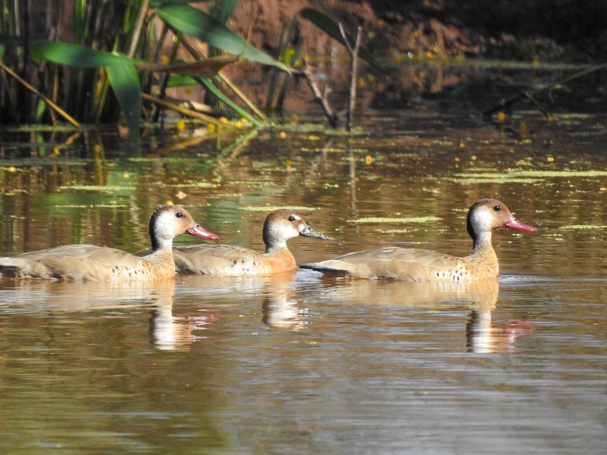 Brazilian Teal - Cesar Augusto Pizarro Rios