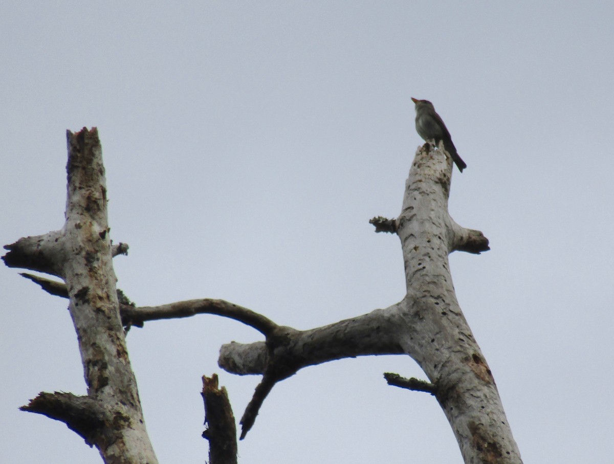 Eastern Wood-Pewee - ML354283981