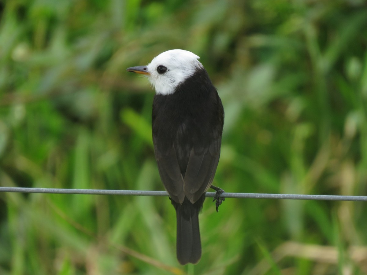 White-headed Marsh Tyrant - ML354284291
