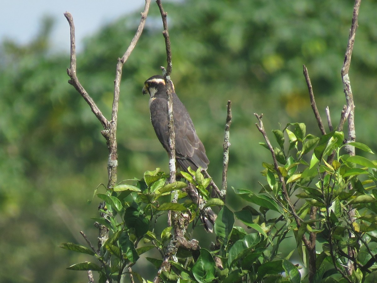 Aplomado Falcon - ML354285081