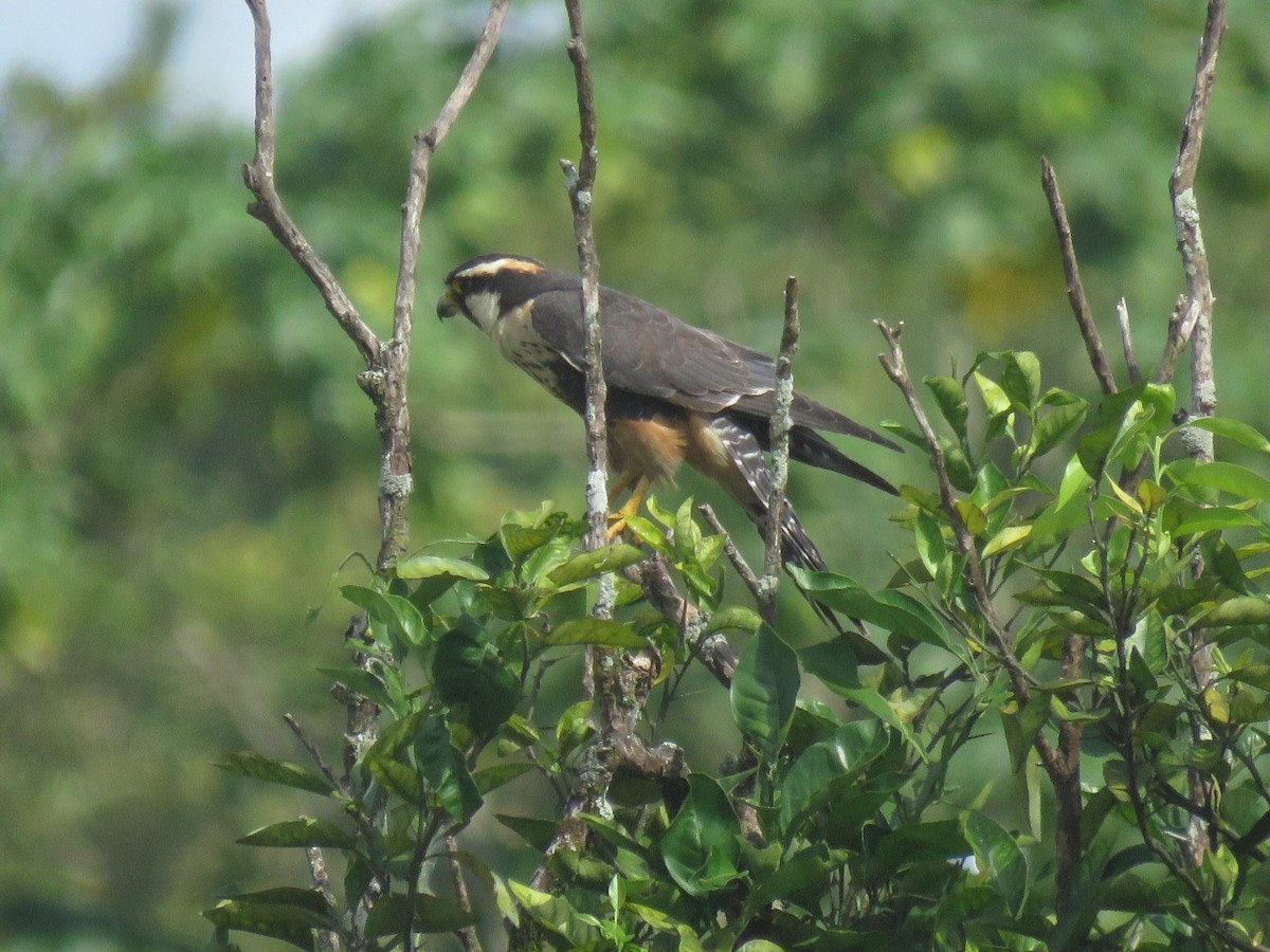 Aplomado Falcon - ML354285141