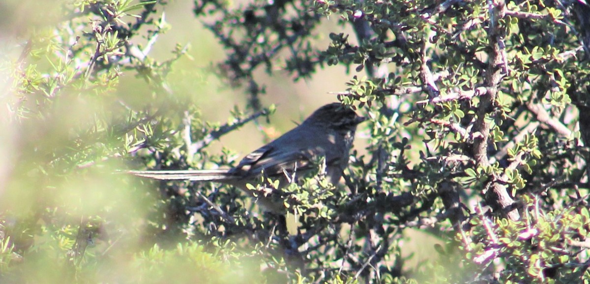 Plain-mantled Tit-Spinetail - ML354286481