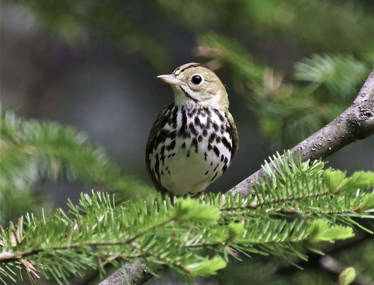 Ovenbird - ML354287461