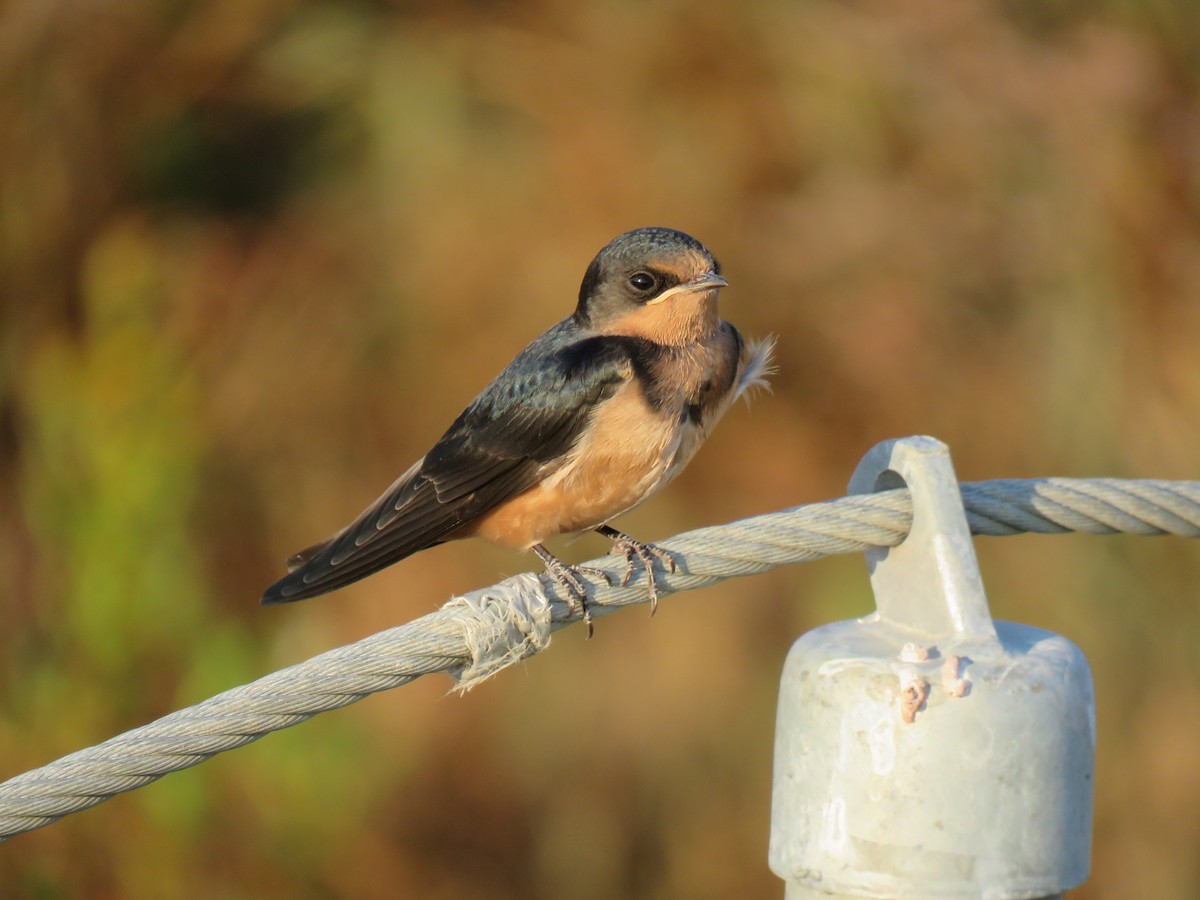 Barn Swallow - Jonah Tamez