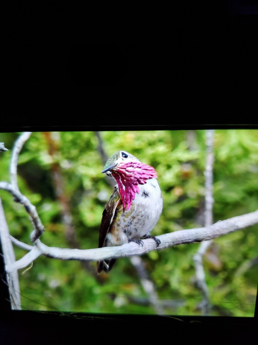 Calliope Hummingbird - ML354291091
