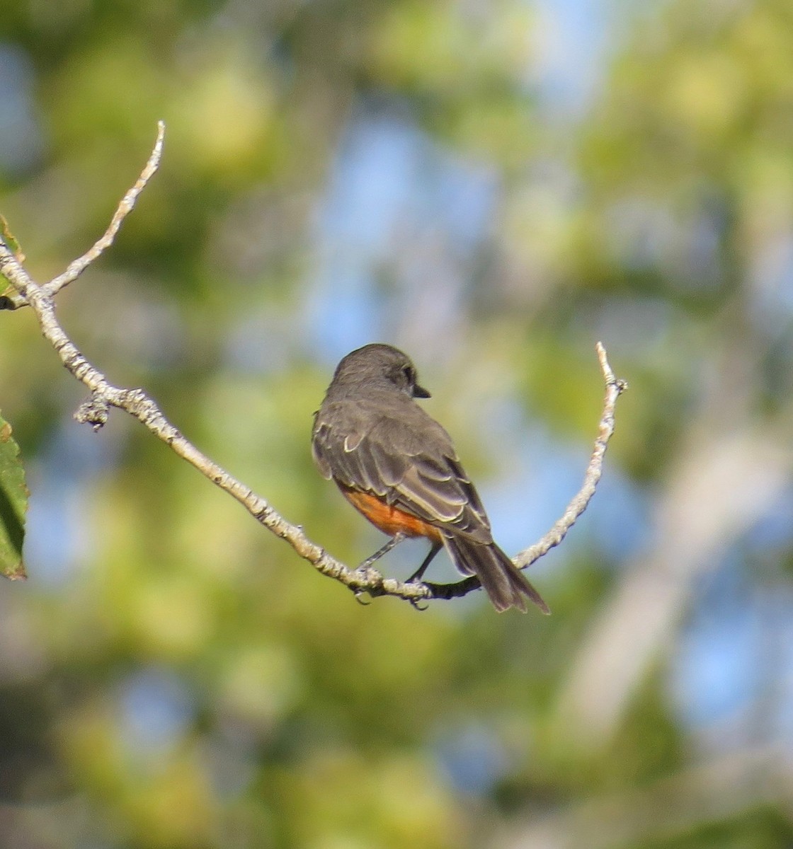 Vermilion Flycatcher - ML35429131